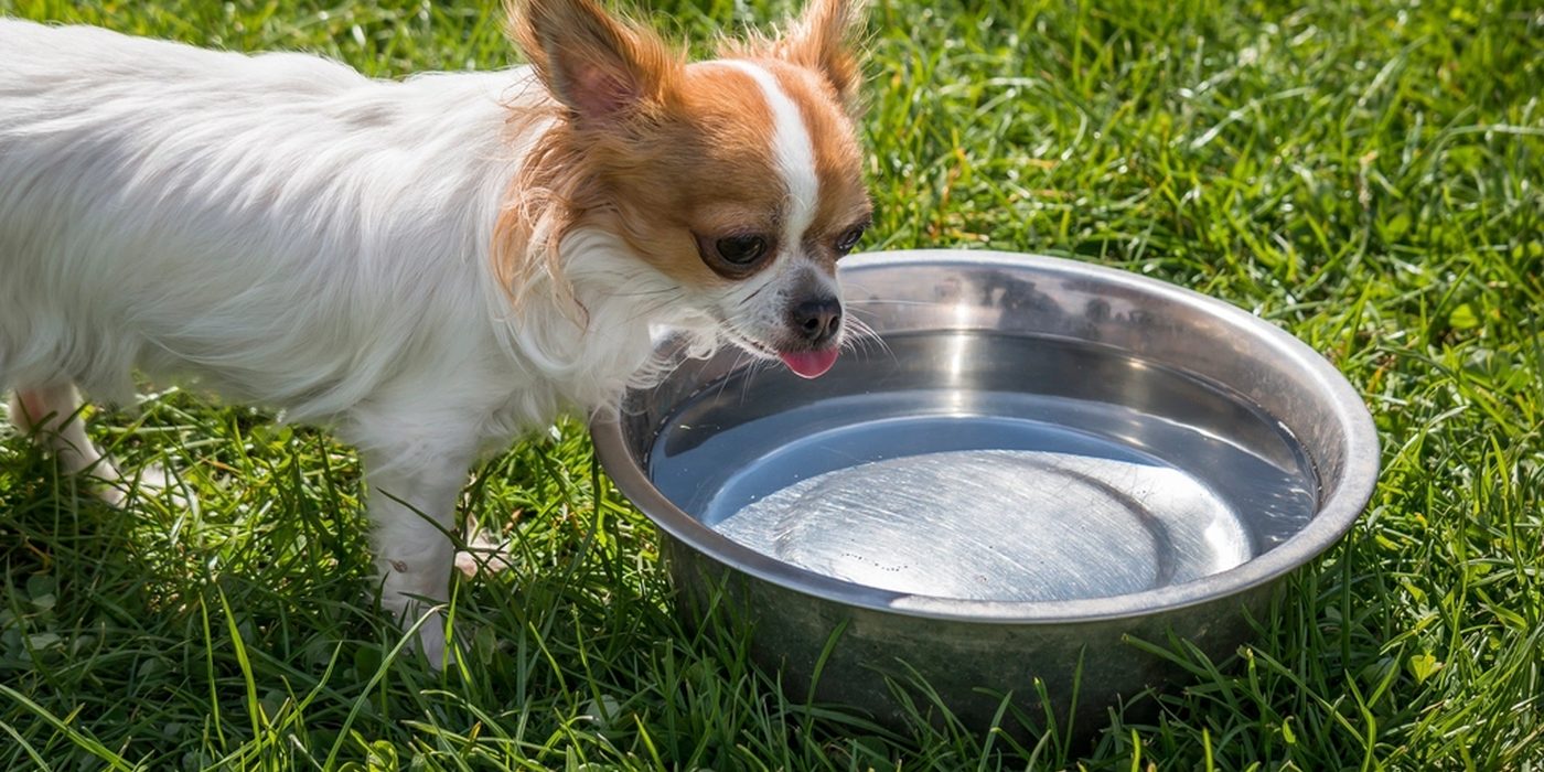A long-haired chihuahua drinking from a stainless steel bowl set on grass.