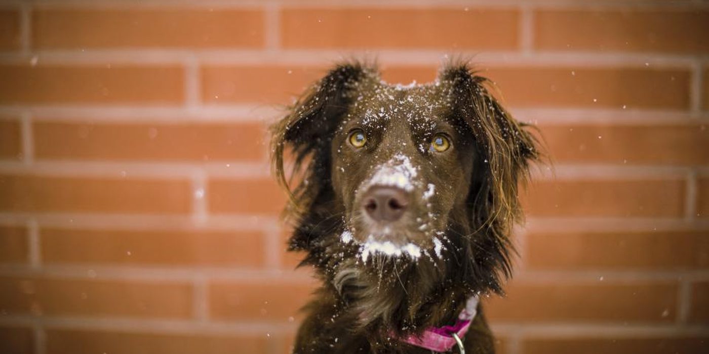 A shaggy brown dog with a dusty muzzle sitting in front of a red brick wall.