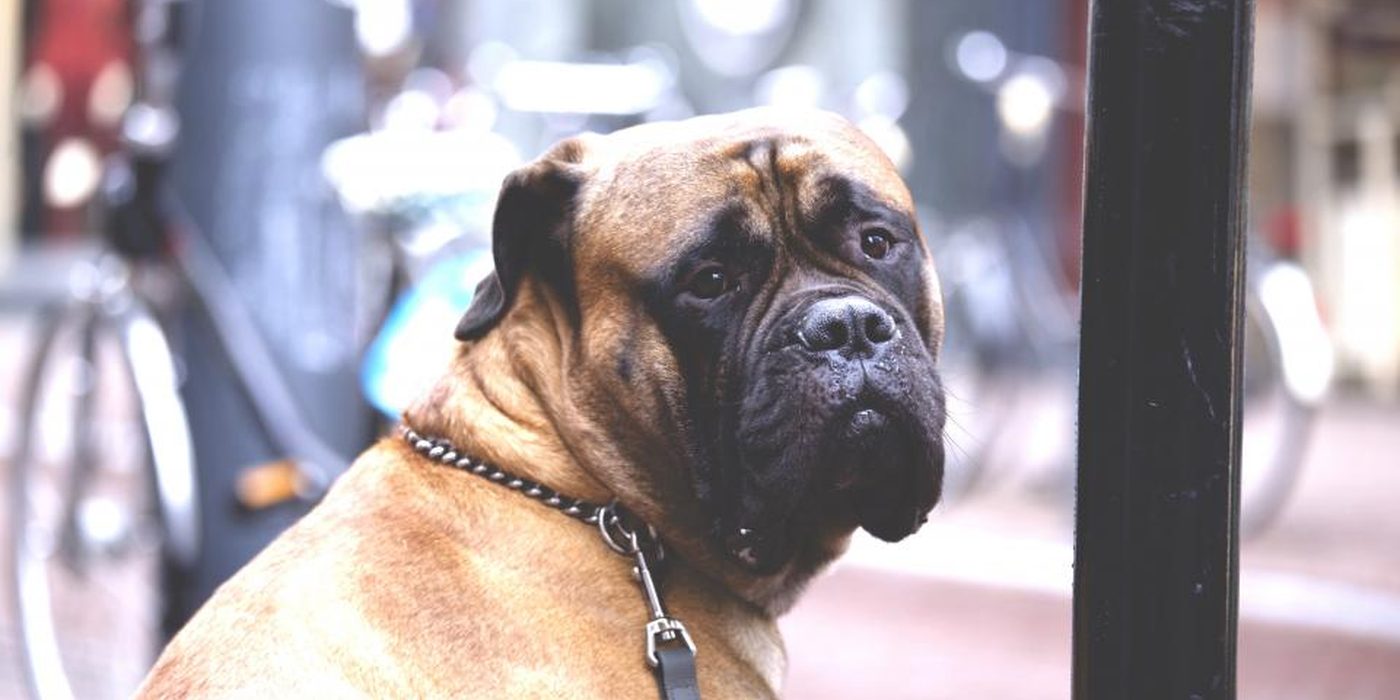 A bullmastiff wearing a collar, sitting attentively on a city street.