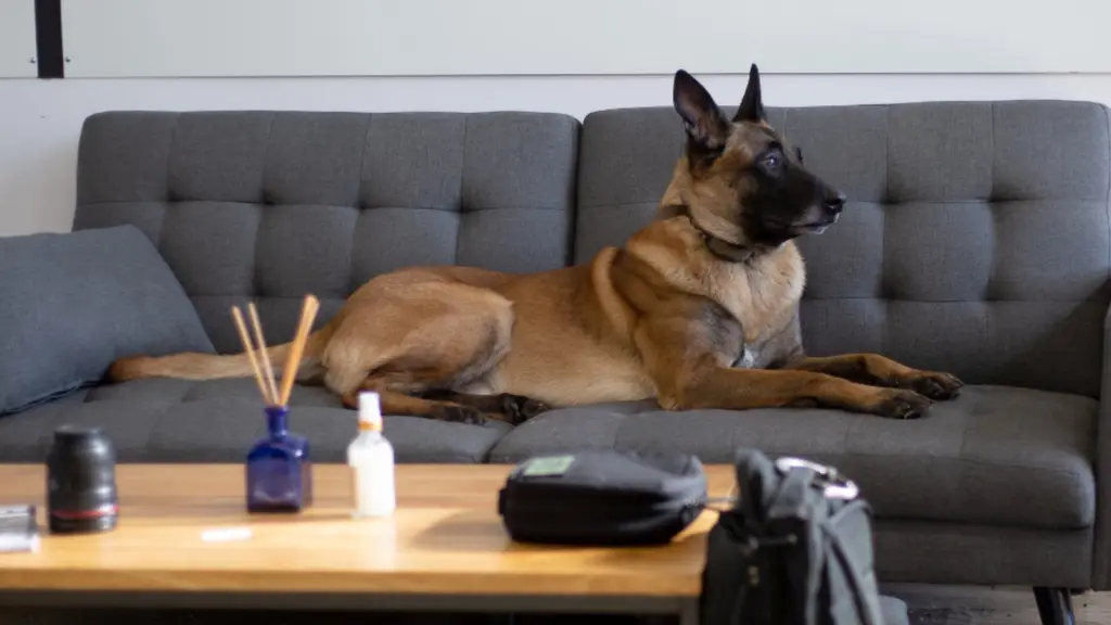 A large tan dog lying on a grey sofa in a living room, beside a low coffee table.